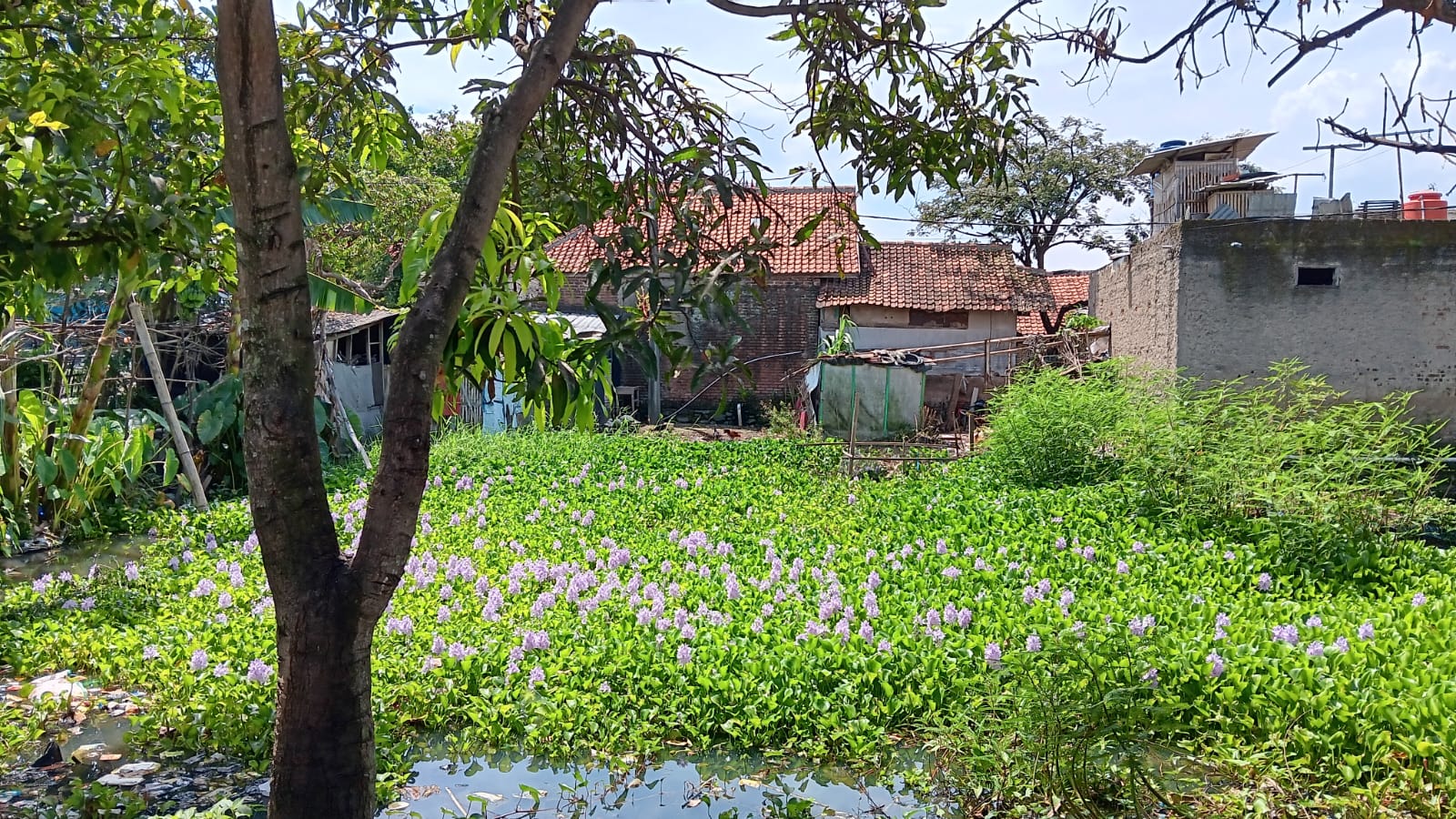 Properti terdaftar untuk dijual atau disewa - Tanah Murah Dibawah Harga Pasar Daerah Sapan