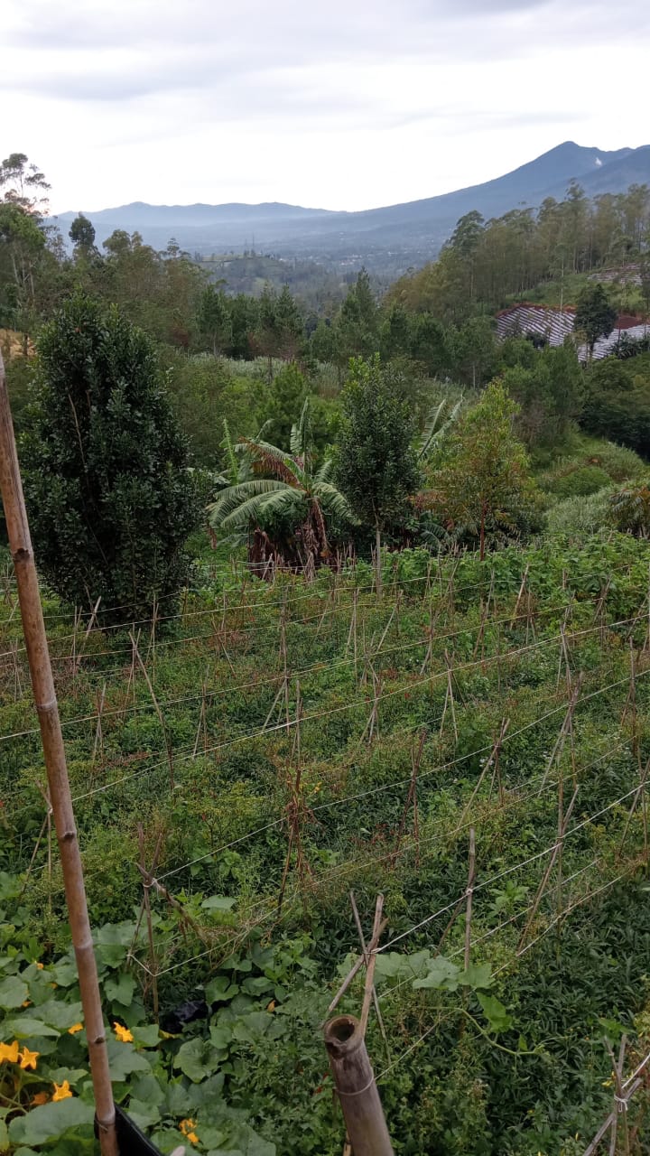 Properti terdaftar untuk dijual atau disewa - Dijual Tanah Di Garut, Deket Cisarua, Kec, Samarang, Kab. Garut