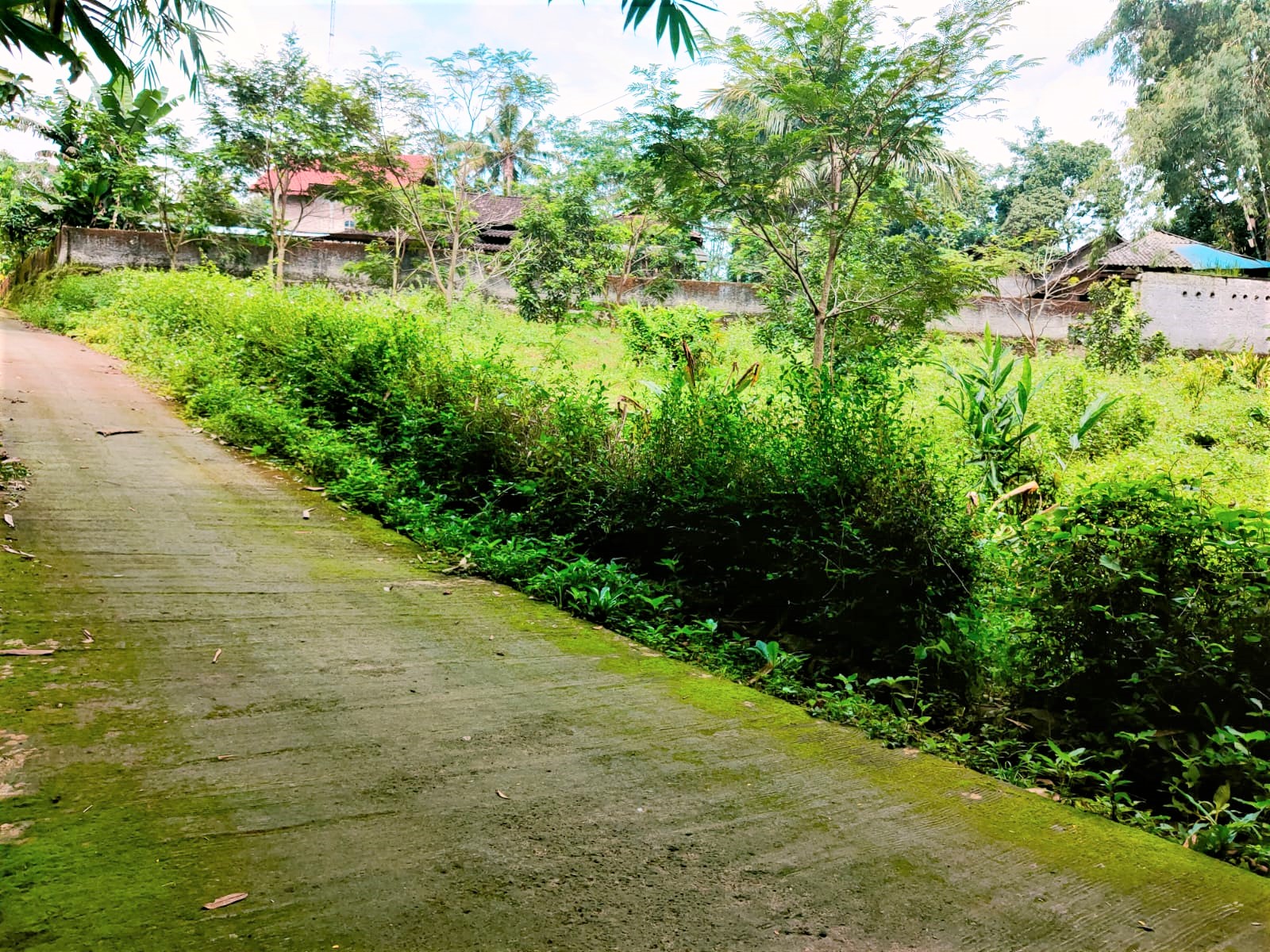 Tanah Kebun Buah Mojogedang Karanganyar