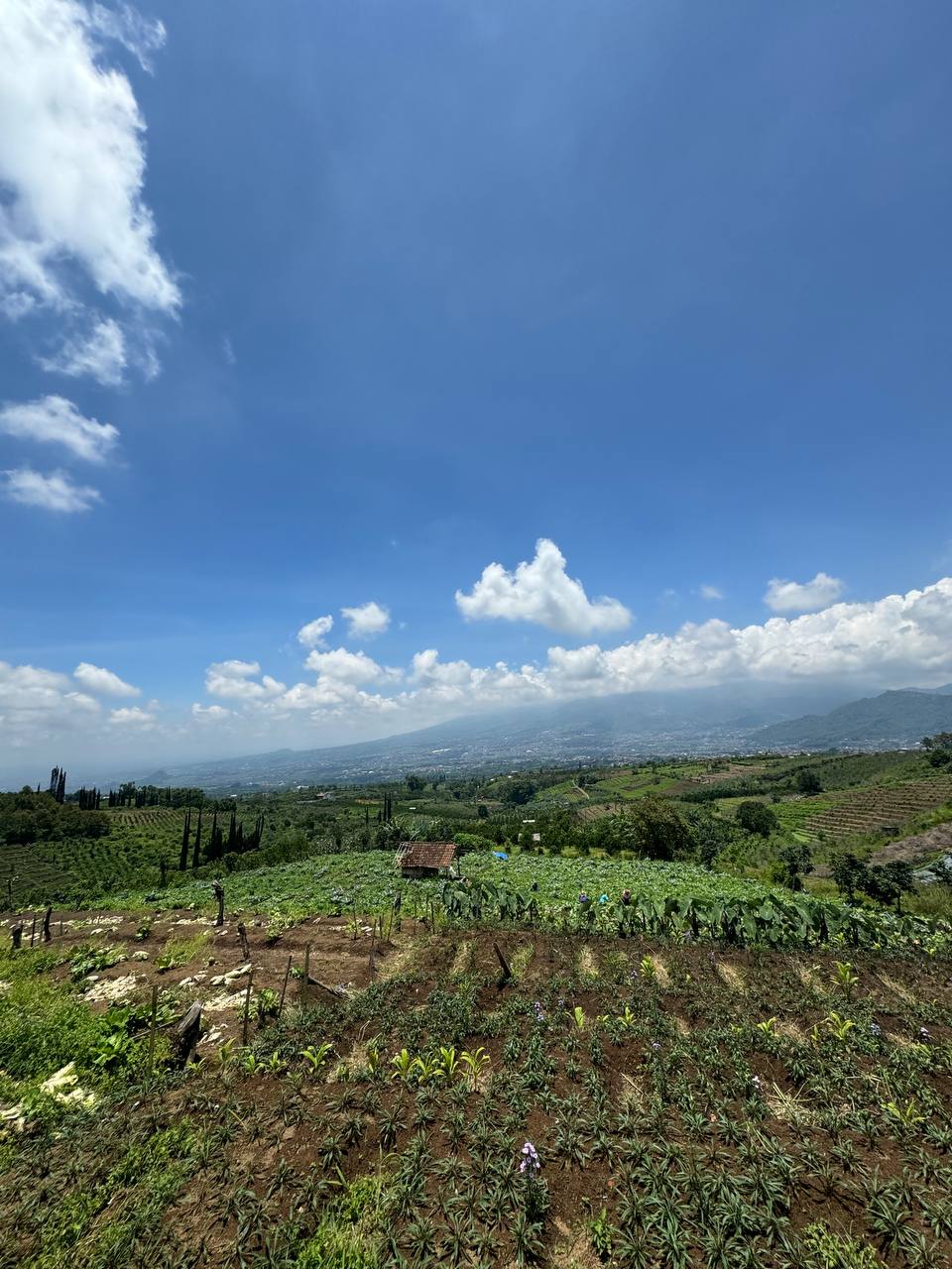 Tanah di atas puncak Bukit Sumbergondo Batu.