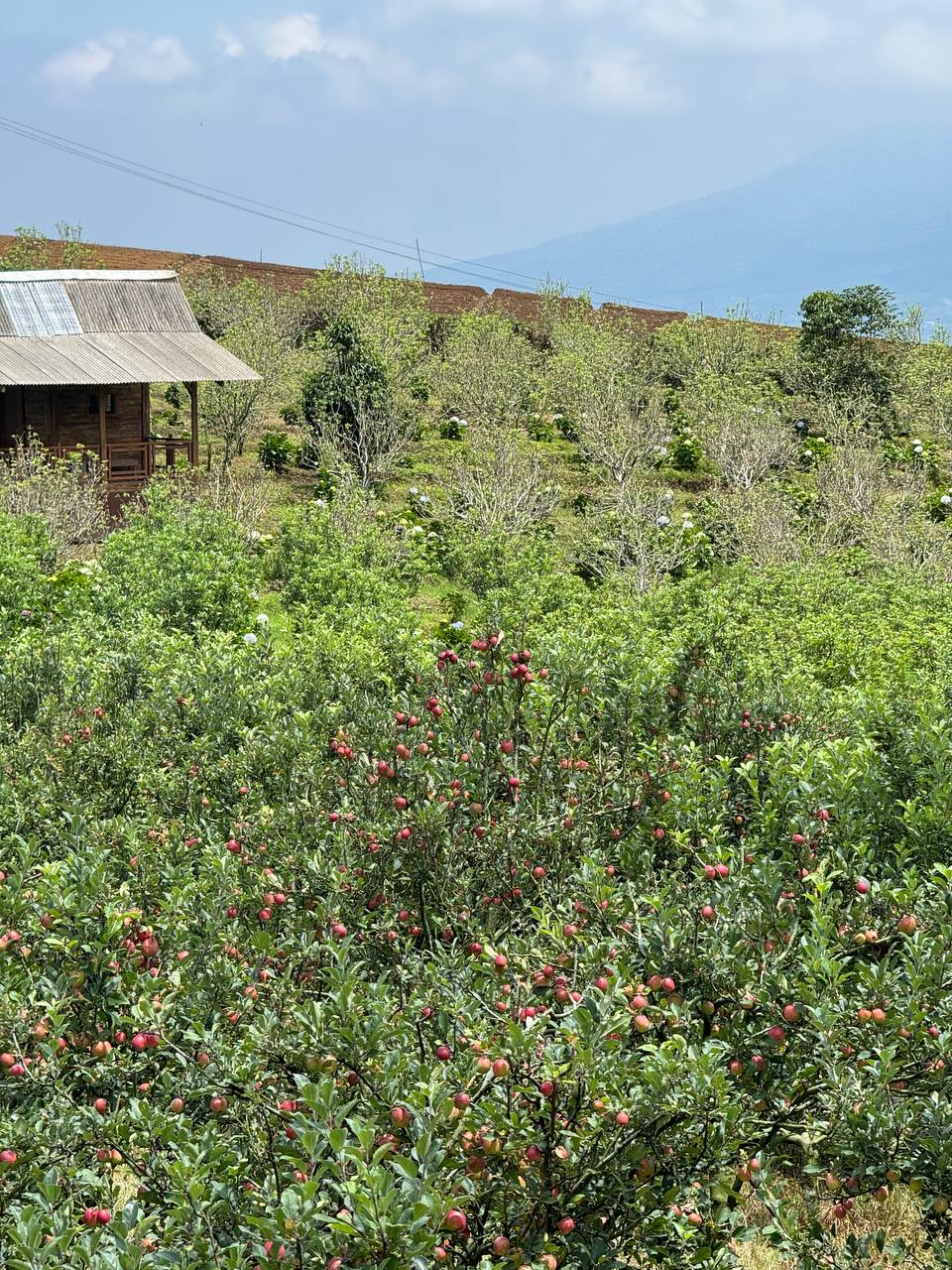 Tanah Perkebunan Apel Poros Raya Sumberbrantas kota Batu