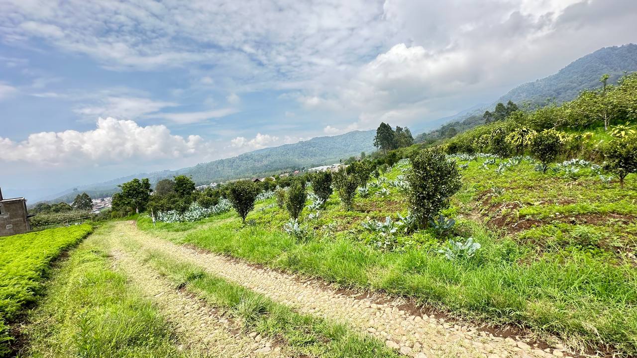 Tanah Pekerbunan Jeruk Kota Batu Lokasi Di Dataran Tinggi Kota Batu