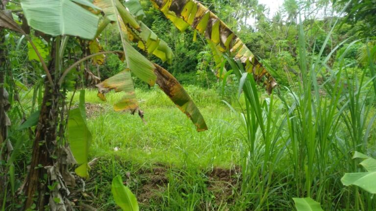 Dijual Tanah Strategis Desa Sangsit Sawan Buleleng Seluas 26229m2